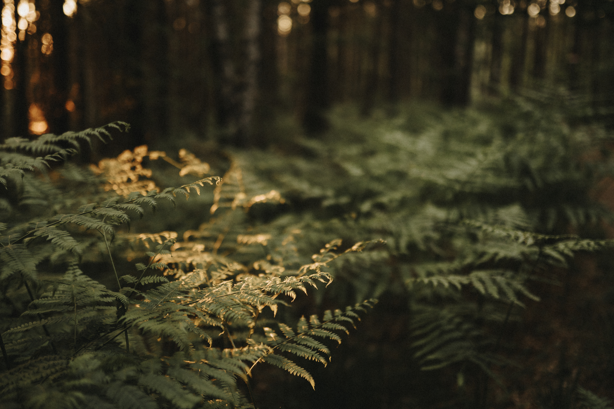 Close up of forrest with ferns, a hint of sunshine coming through on the leaves