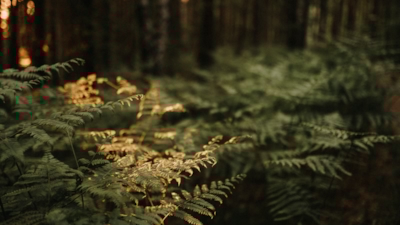 Close up of forrest with ferns, a hint of sunshine coming through on the leaves