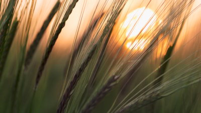 Sundown, glimpses of a round glowing sun through a close up of reeds
